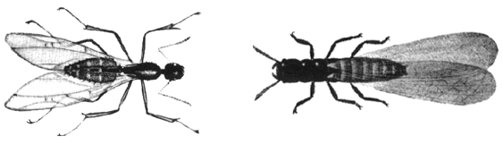 Ants vs. Termites